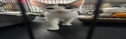 Domestic Shorthair cats for adoption: Playful Kittens- Adopt from Cats In Crisis EastLdn - Advert 7