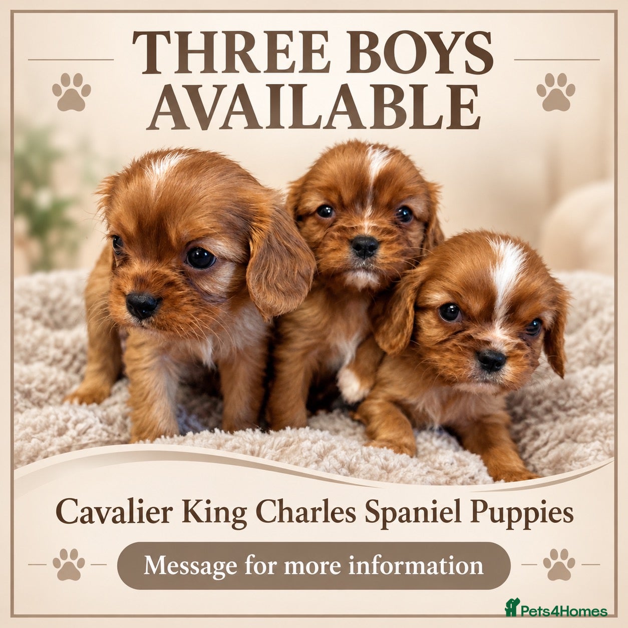 Cavalier King Charles Spaniel dogs King Charles cavalier puppies - Advert 5