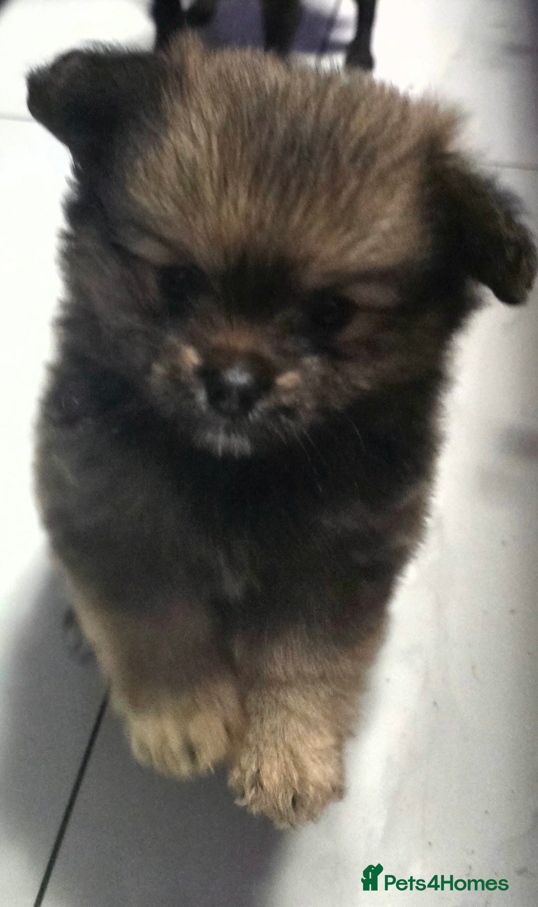 Mixed Breed dogs for sale: Tiny  **  Yorkiepom boy READY NOW  - Advert 6