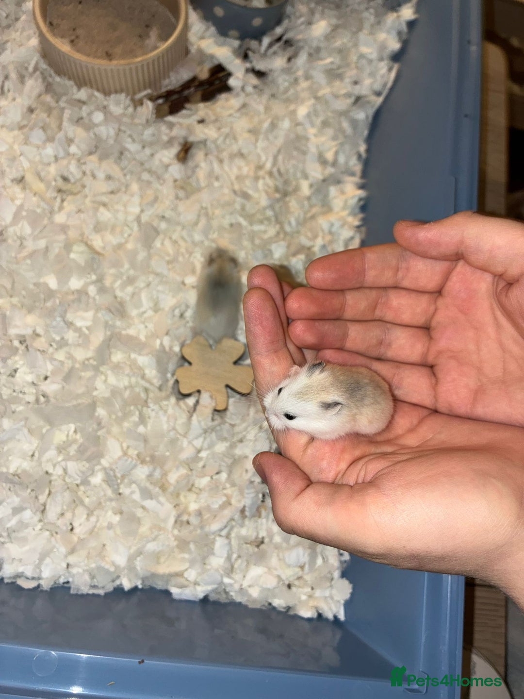 Hamster rodents for sale: roborovski dwarf hamster - Image 6