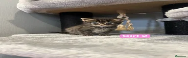 Mixed Breed Kitten 3