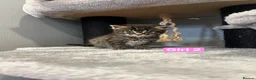 Mixed Breed cats for sale: 3 Hand reared Kittens  - Advert 12