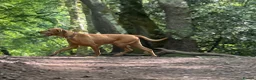 Hungarian Vizsla dogs for sale: Crufts Best in Show & Elite working Bloodlines - Advert 4