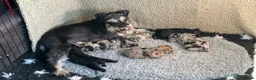 Schnoodle dogs for sale: One Exceptional Merle Boy Available  - Advert 6