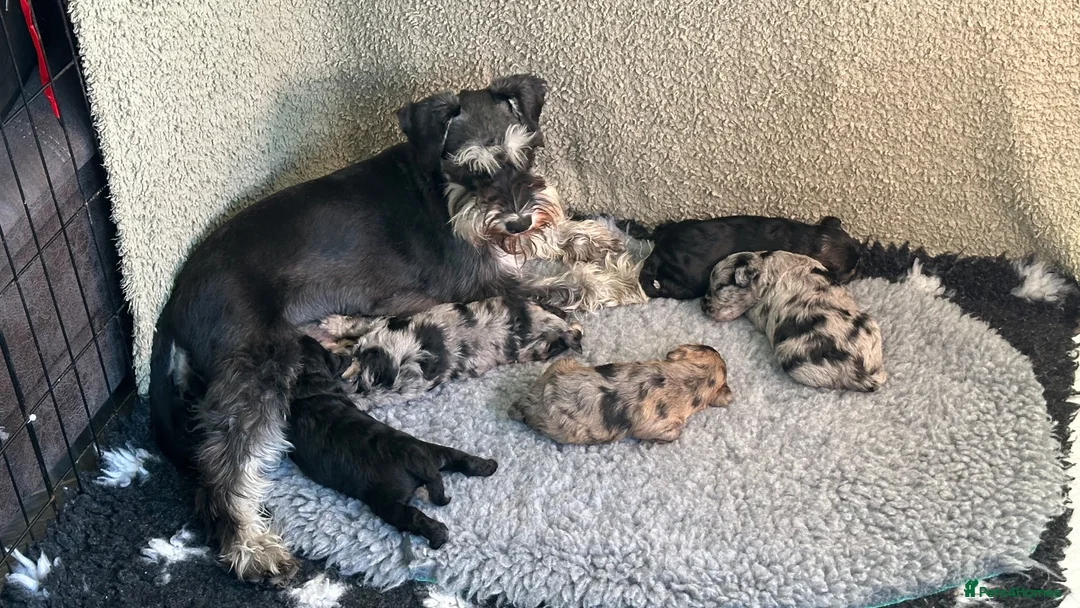 Schnoodle dogs for sale: One Exceptional Merle Boy Available  - Advert 6