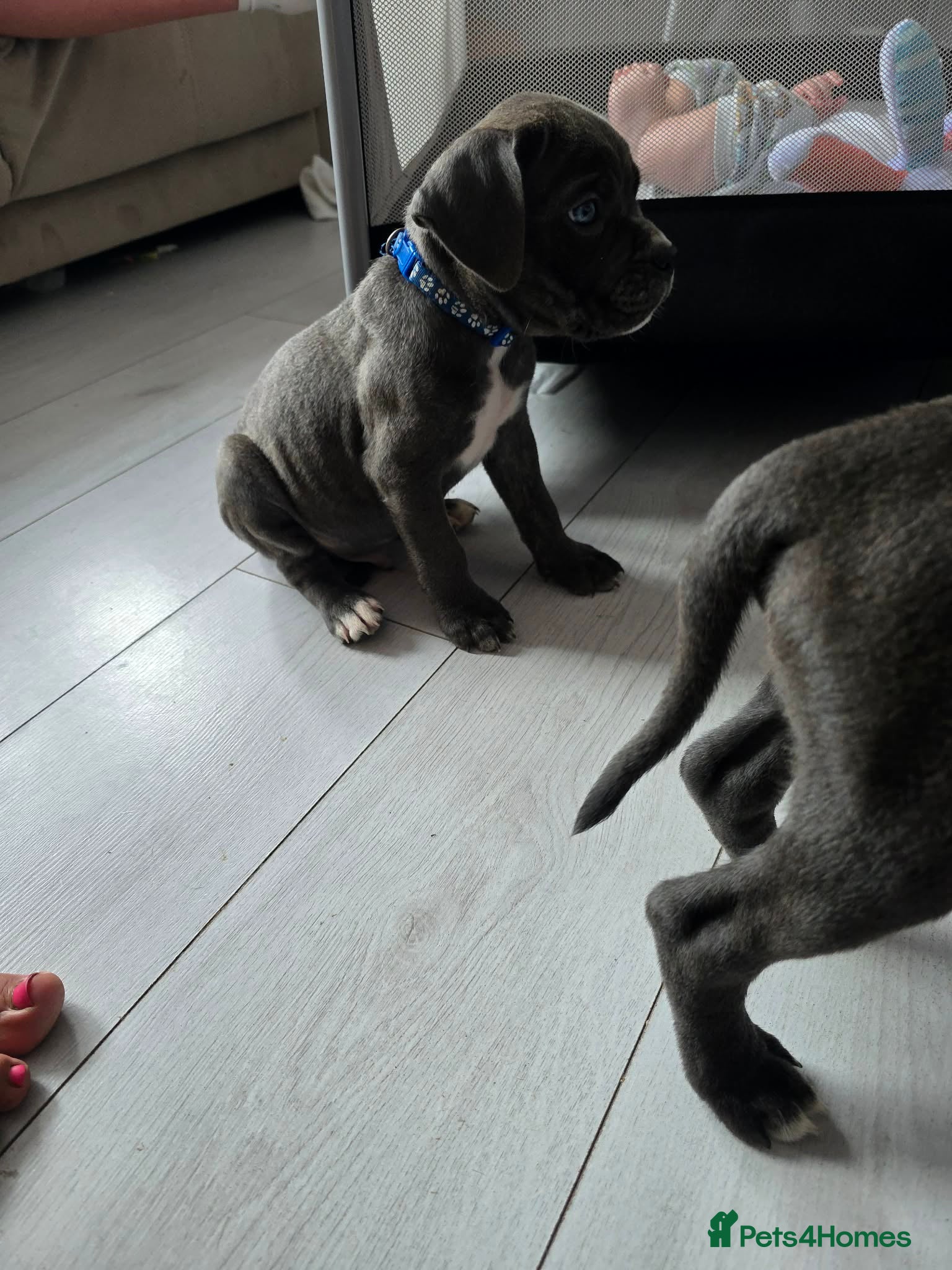 Cane Corso dogs Stunning champion bloodline cane corso💕 - Advert 2