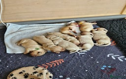 Golden Retriever dogs for sale: Pedigree Golden Retriver Puppies - Image 20