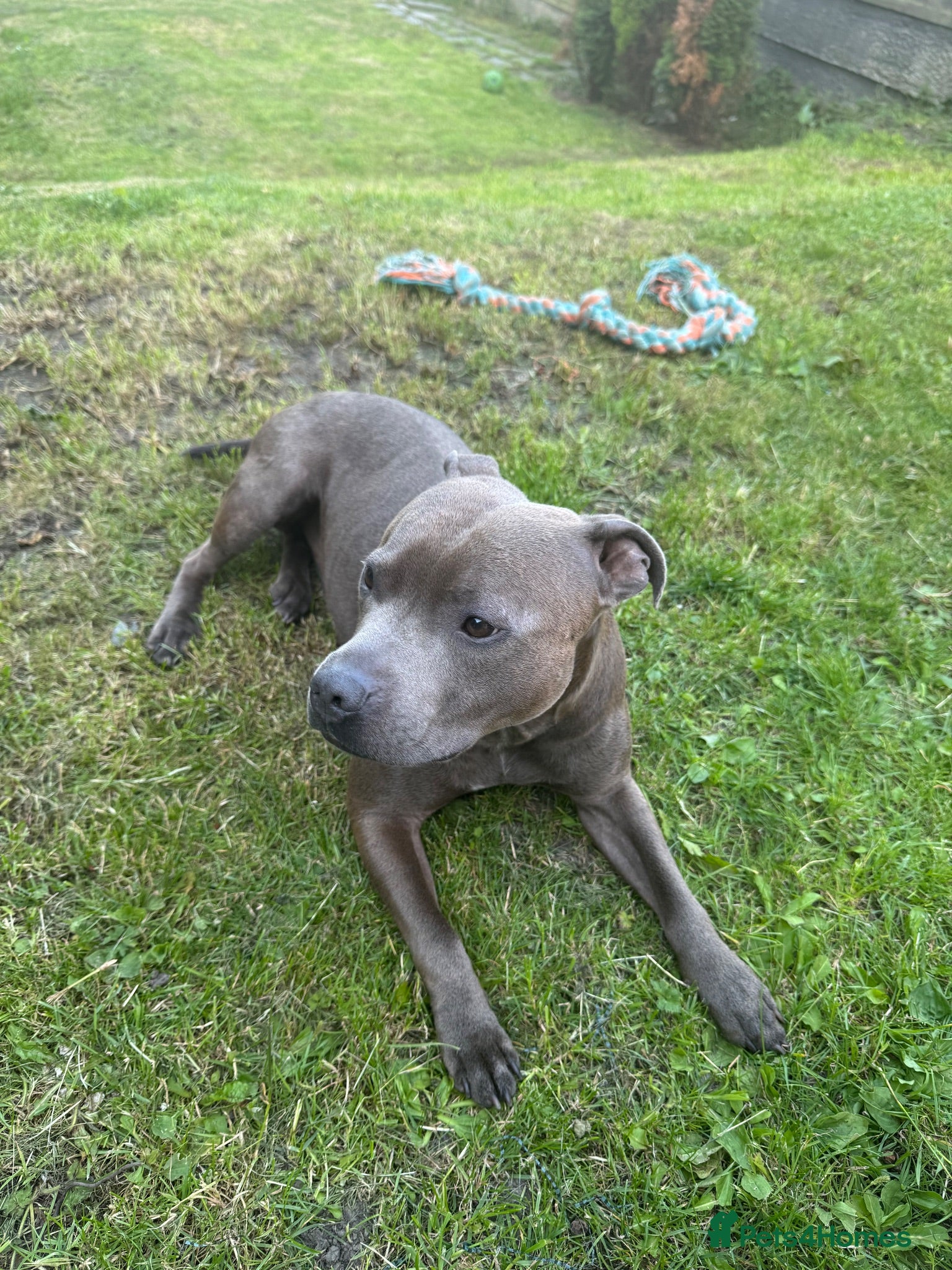 Staffordshire Bull Terrier dogs Stunning Blue Staffy Stud Dog For Sale  2yrs 6mths - Advert 3