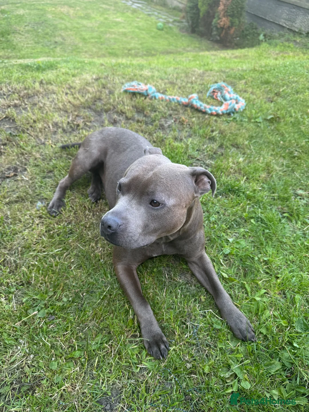 Staffordshire Bull Terrier dogs for sale: Stunning Blue Staffy ******  2yrs 6mths in Oldham - Advert 1
