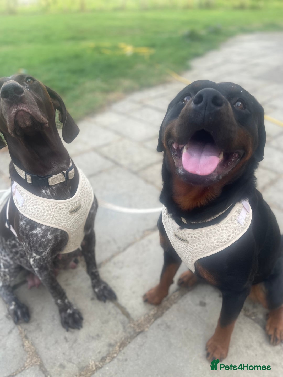 Rottweiler dogs for sale: ETTA'S PUPS COMING SOON!  - Advert 12