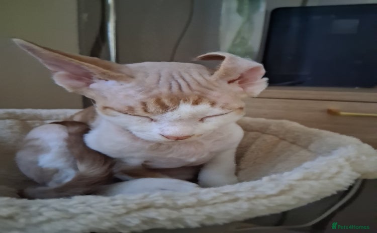 Devon Rex cats Only Boy left! - Advert 1