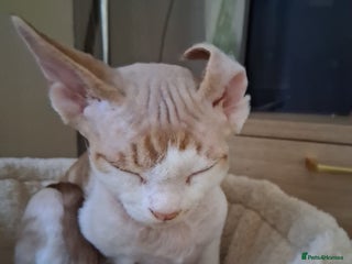 Devon Rex cats Only Boy left! - Advert 1