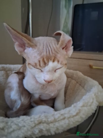 Devon Rex cats Only Boy left! - Advert 1