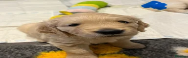 Golden Retriever Puppy 2