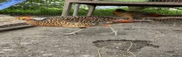 Ducks poultry for sale: Khaki Campbell drake + cock golden pheasants  in Driffield - Advert 2