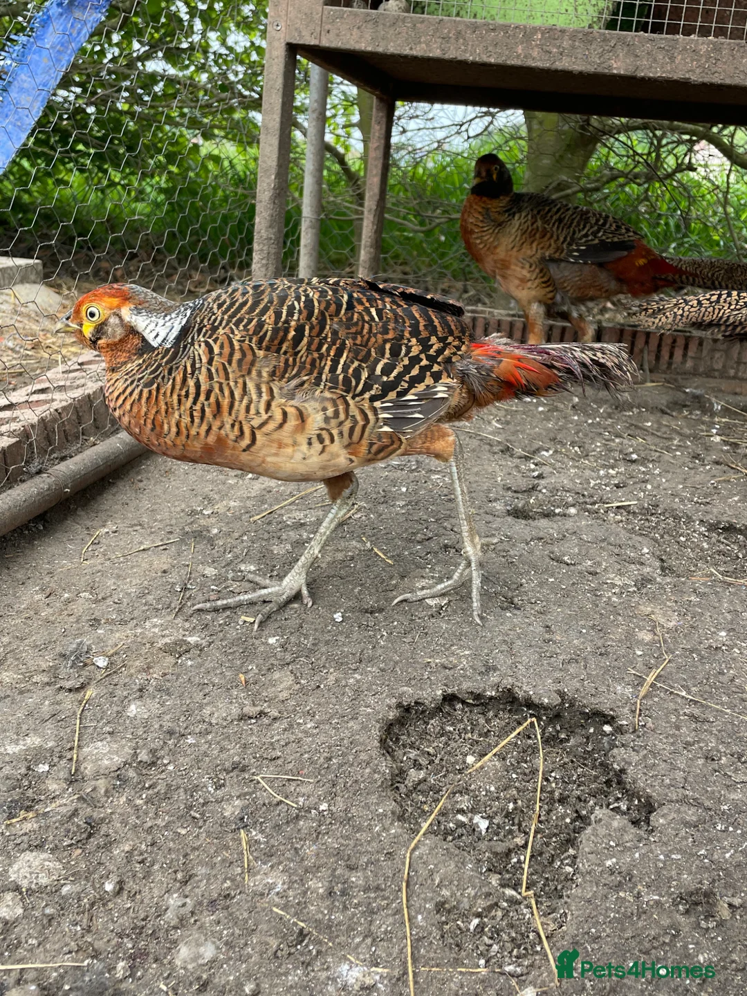 Ducks poultry for sale: Khaki Campbell drake + cock golden pheasants  in Driffield - Advert 2