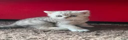 British Shorthair cats for sale: British Shorthair Tabby Female-Champion Heritage🐾 - Advert 24