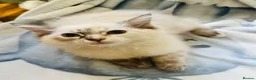 Ragdoll cats for sale: Ragdoll kittens  - Advert 12
