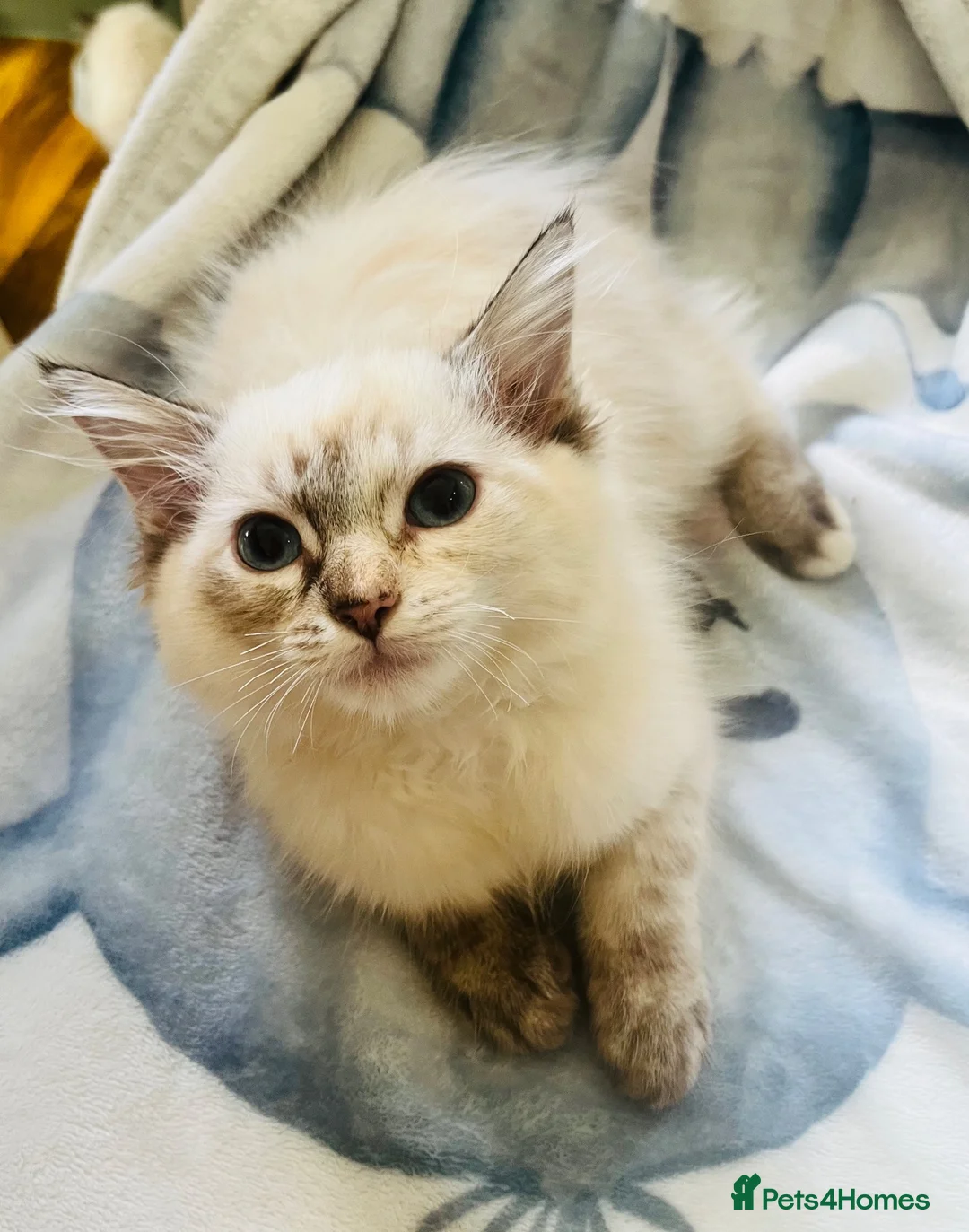 Ragdoll cats for sale: Ragdoll kittens  - Advert 12