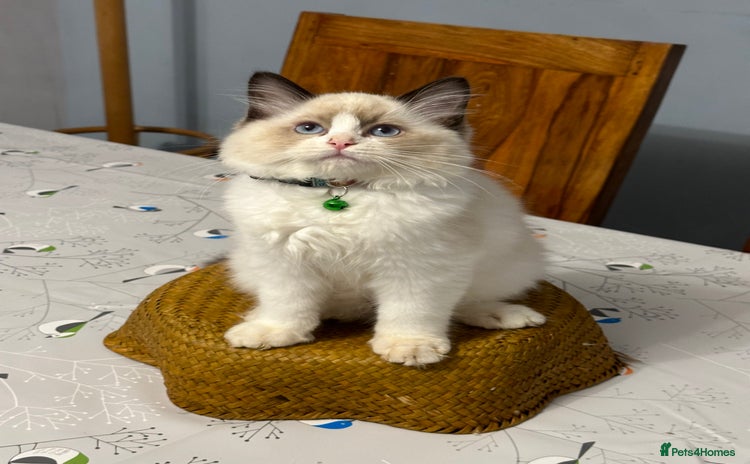 Ragdoll cats - Advert 11