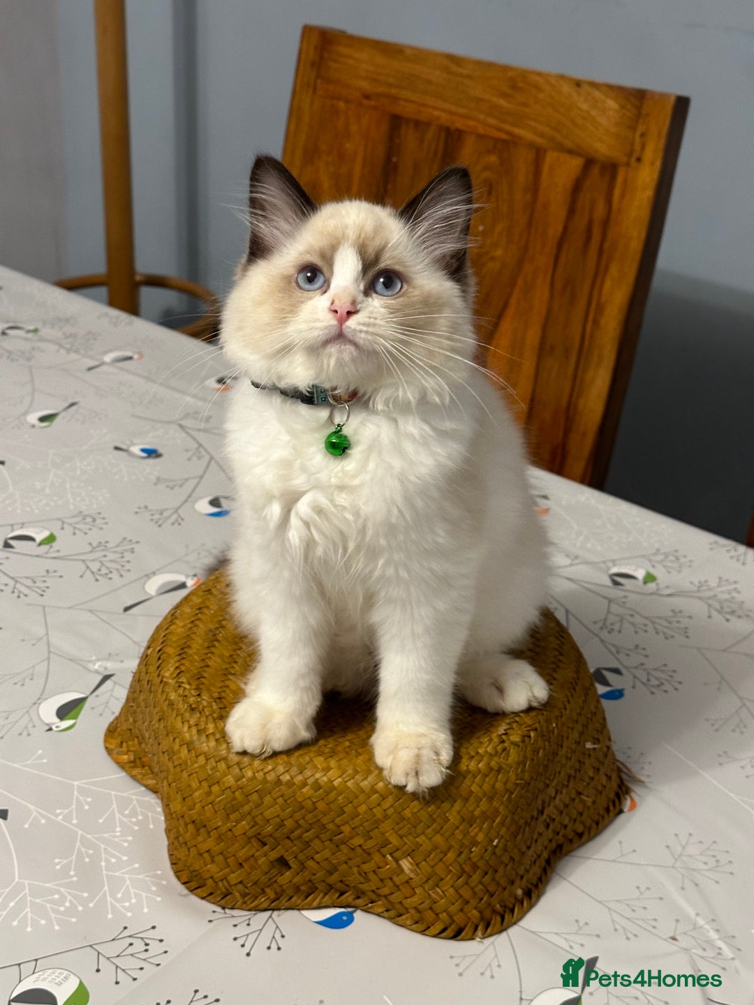 Ragdoll cats for sale: TICA Registered Ragdoll Kittens - Advert 10