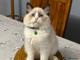 Ragdoll cats - Advert 13