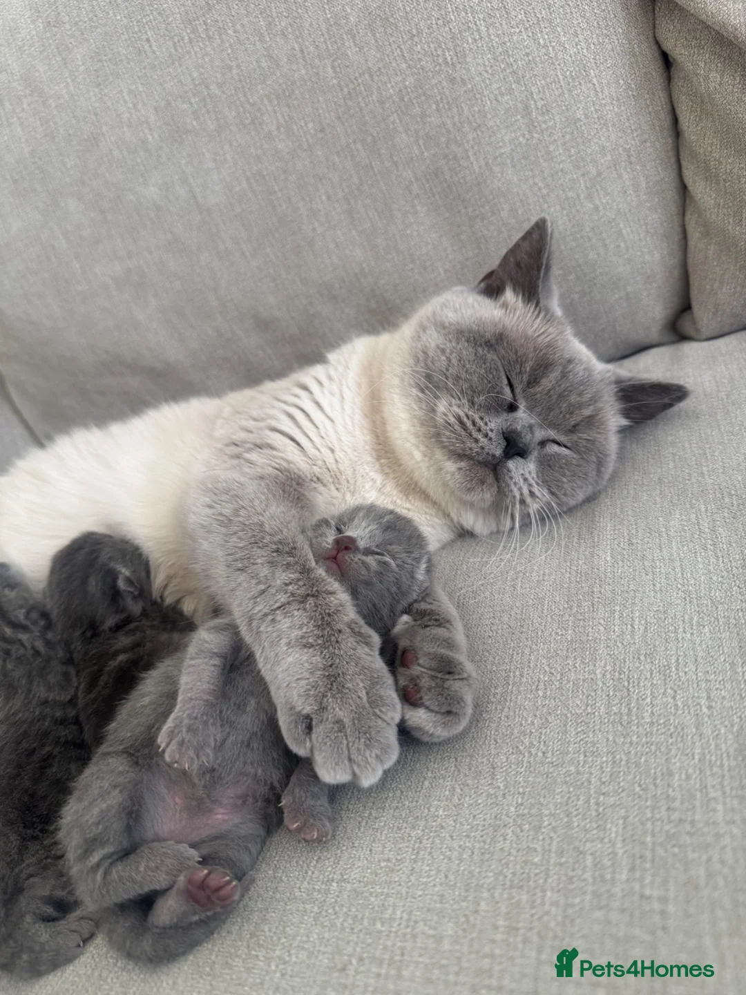 British Shorthair cats for sale: British Shorthair kittens for Sale - Advert 5