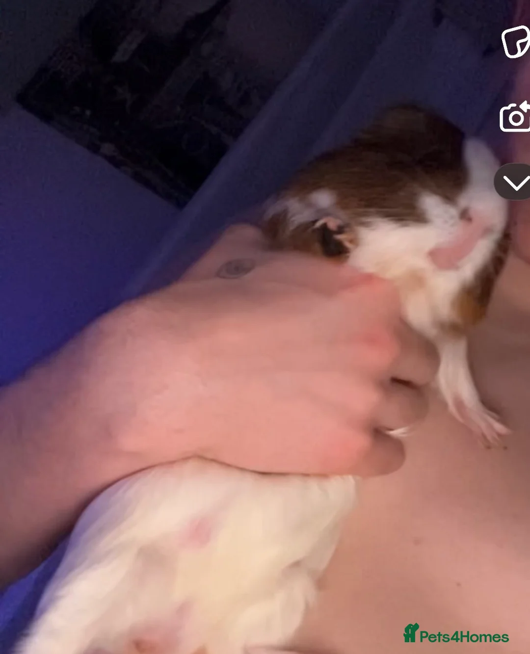 Guinea Pig rodents for sale: nibbles in Ferryhill - Advert 4