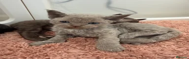 Devon Rex Kitten 3