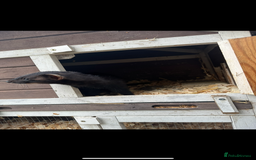 Ferret rodents for sale: solid black cross polecat kits  - Image 20