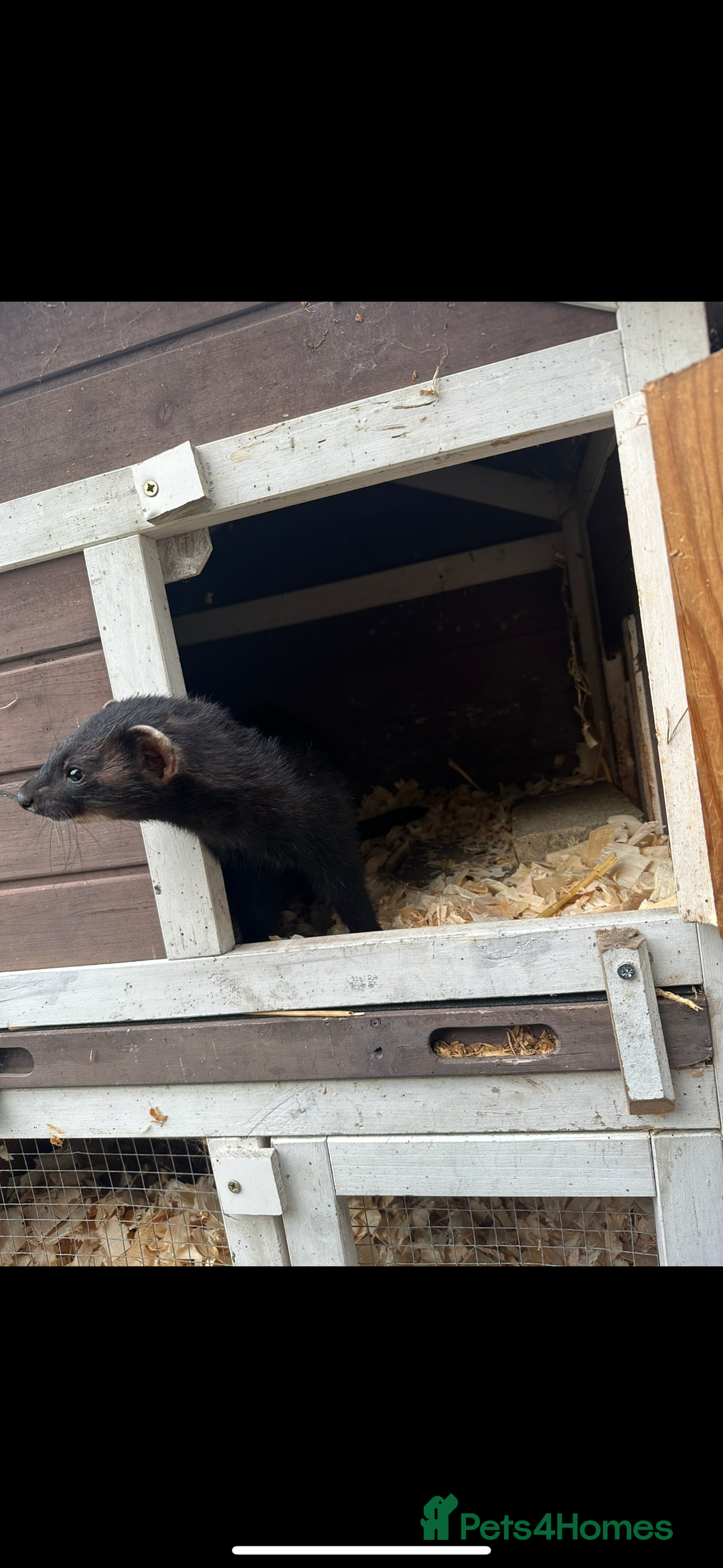 Ferret rodents for sale: solid black cross polecat kits  - Image 20