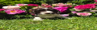 Cocker Spaniel 4