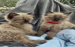 Ragdoll cats for sale: Beautiful Ragdoll Kittens  - Image 13