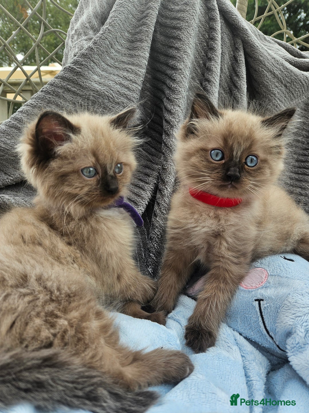 Ragdoll cats for sale: Beautiful Ragdoll Kittens  - Image 13