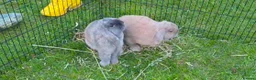 Mini Lop rabbits for sale: Bonded mini lop bunny pair - male & female - Advert 13