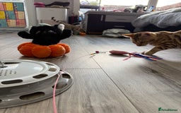 Bengal cats for sale: Stunning TICA 5 Generation Pedigree Kittens - Image 30