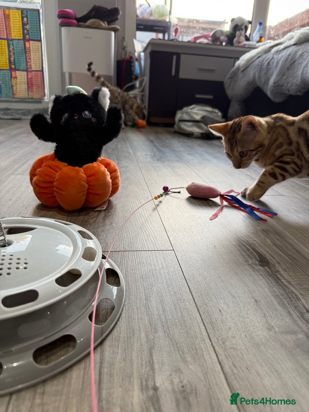 Bengal cats for sale: Stunning TICA 5 Generation Pedigree Kittens - Image 30