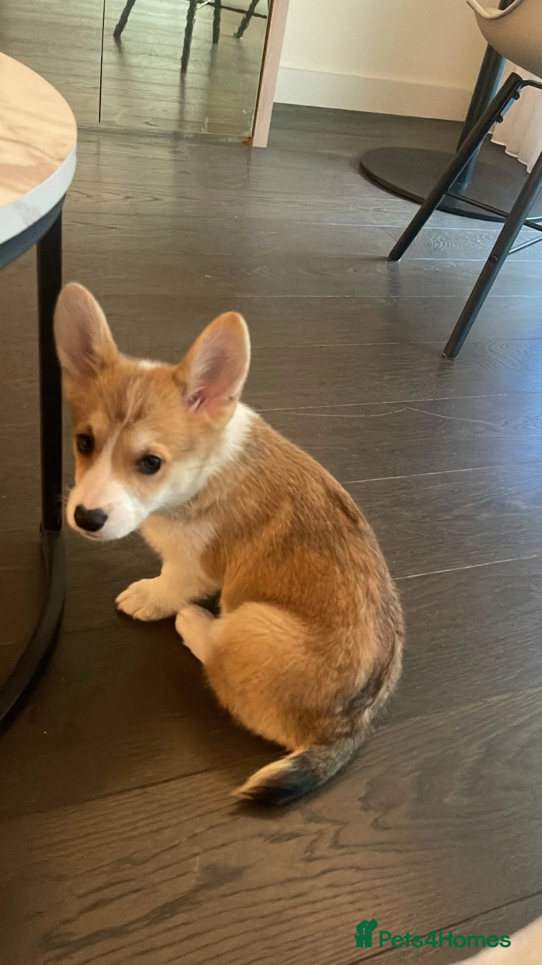 Welsh Corgi Pembroke dogs for stud: Beautiful Pembroke Welsh Corgi 1.3 years for Stud - Advert 12