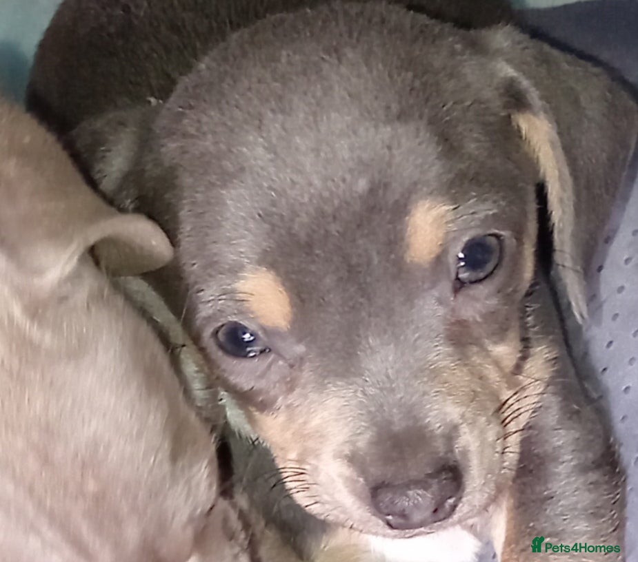 Chiweenie dogs Beautiful Chiweenies - Advert 2