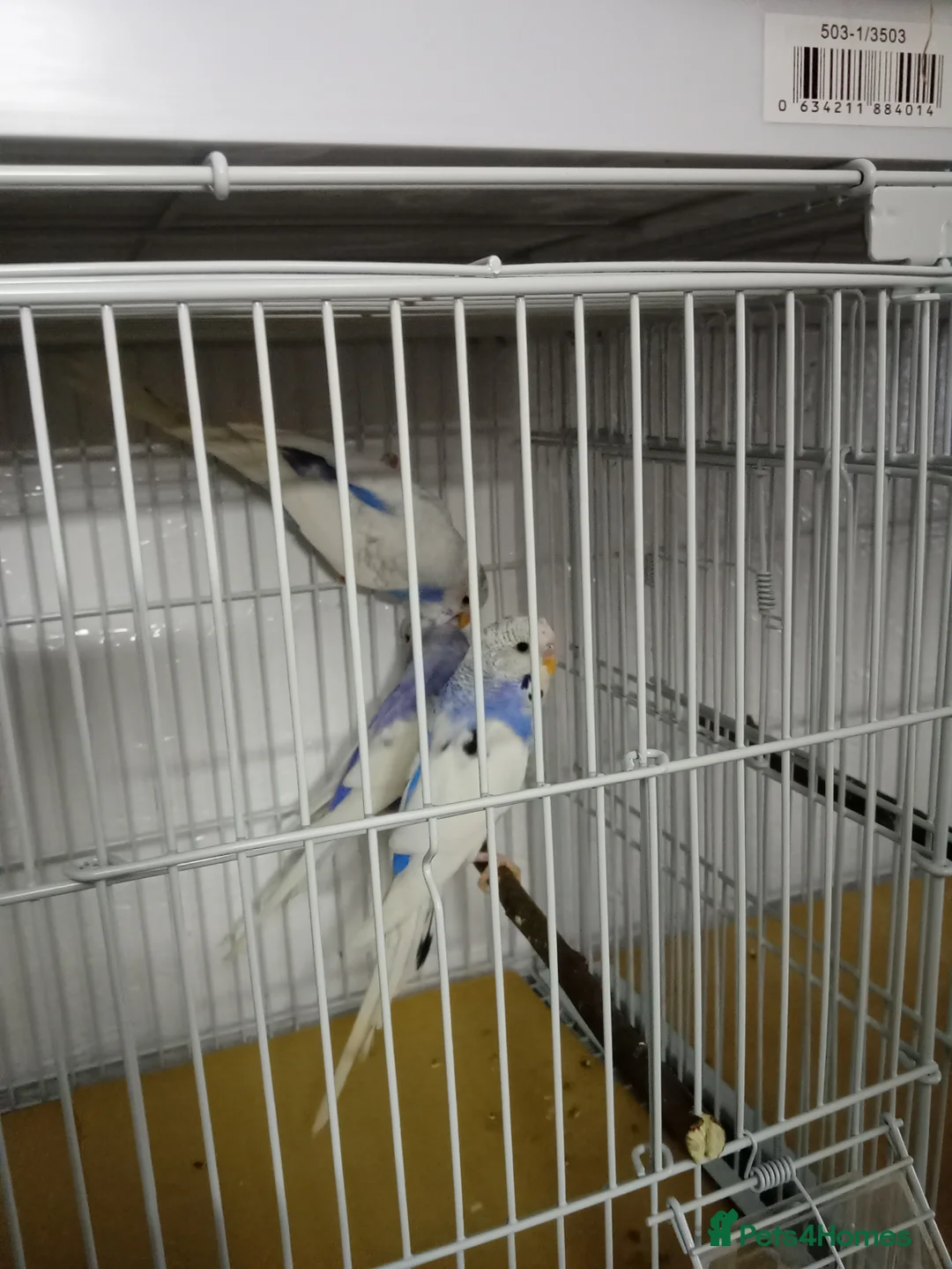 Budgerigars birds for sale: 3 blue n white budgies born last year - Advert 4