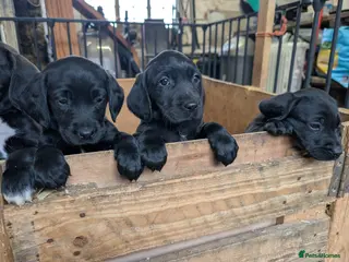 Springador dogs Labrador x Springer Spaniel - Springador Pups - Advert 3