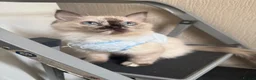 Ragdoll cats for sale: Ragdoll girl  - Advert 5