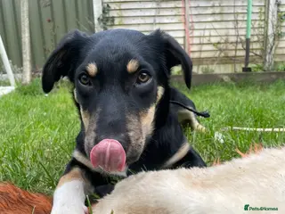 Huntaway dogs Jake the Huntaway - Advert 4