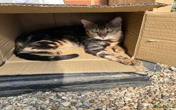 Bengal cats for sale: beautiful marble bengal - Advert 9