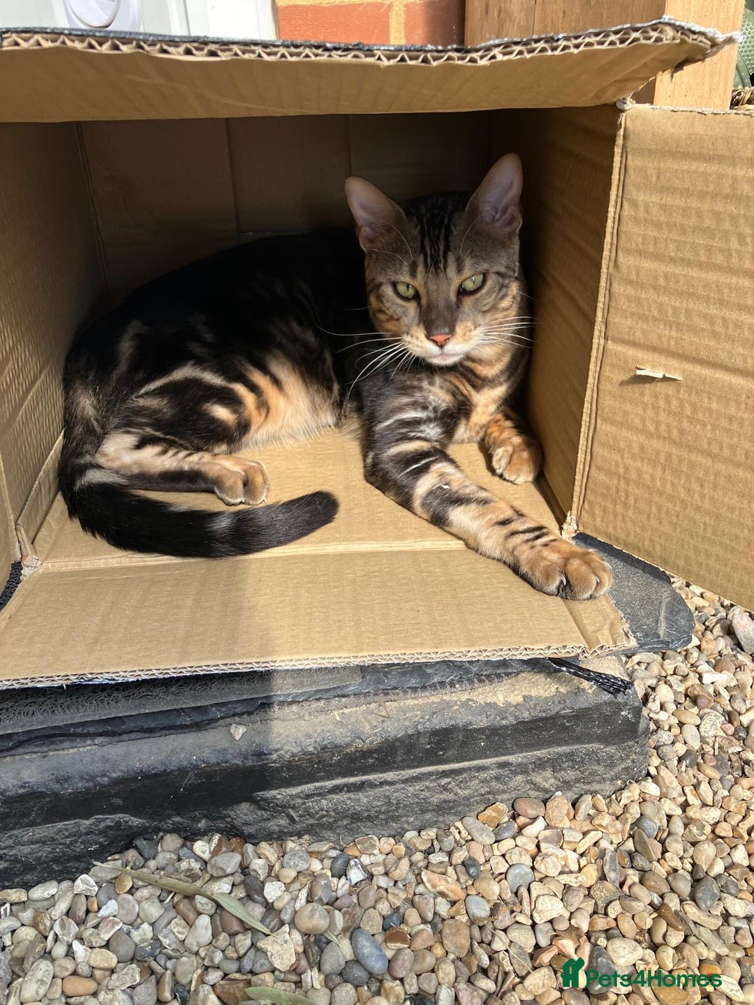 Bengal cats for sale: beautiful marble bengal - Advert 9