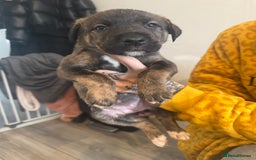 Mixed Breed dogs for sale: Husky x Staffy puppy’s ready now!  - Image 6