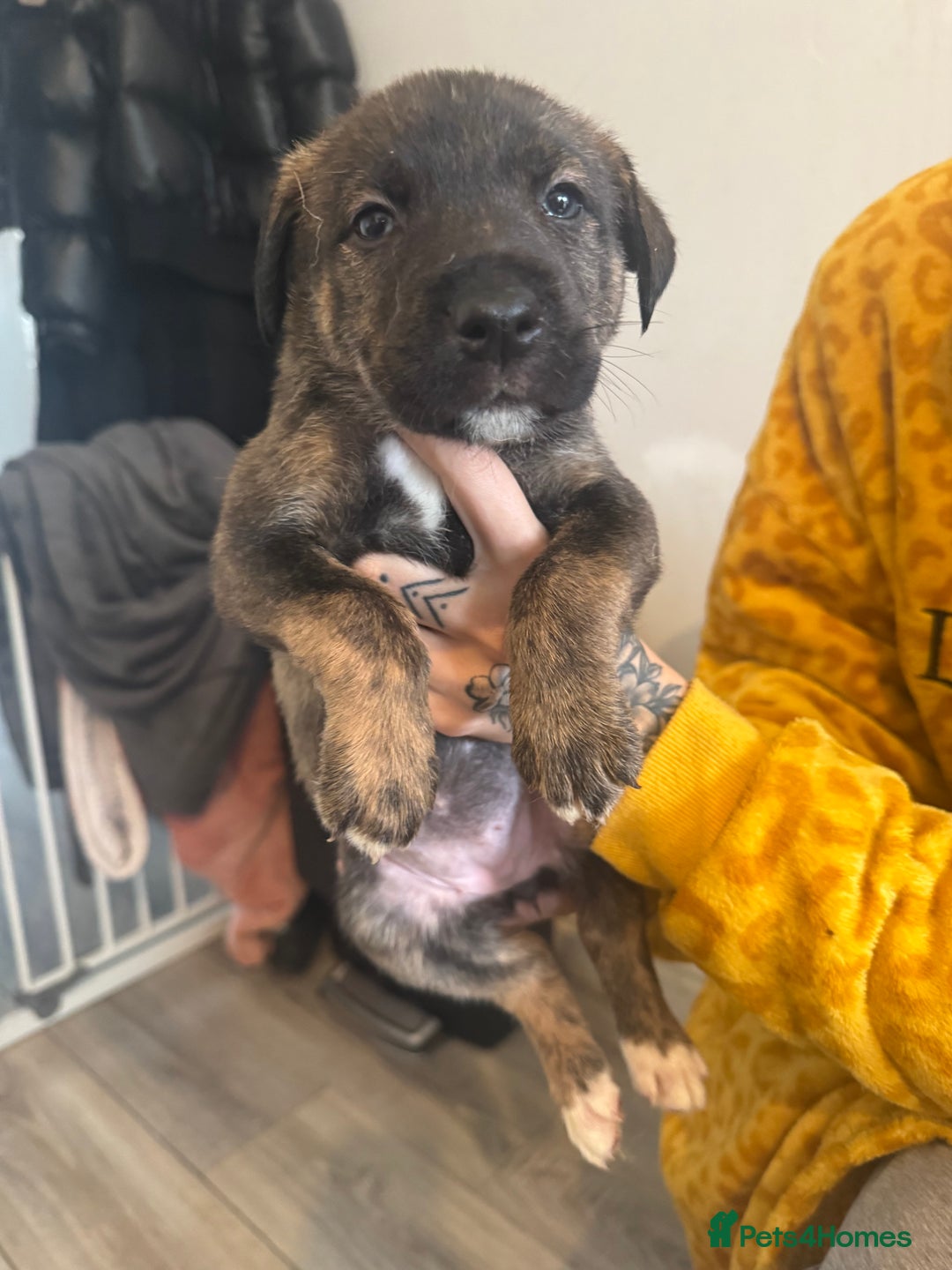 Mixed Breed dogs for sale: Husky x Staffy puppy’s ready now!  - Image 6