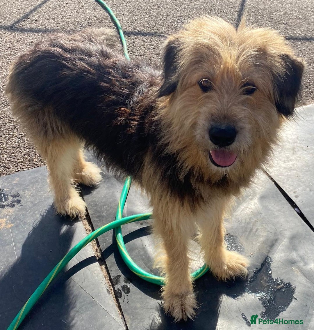 Mixed Breed dogs for adoption: Meet AIDA - a Superb big Girl, for a Loving Home - Image 14