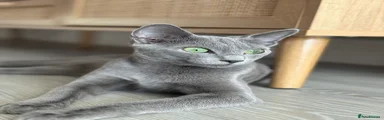 Russian Blue Cat