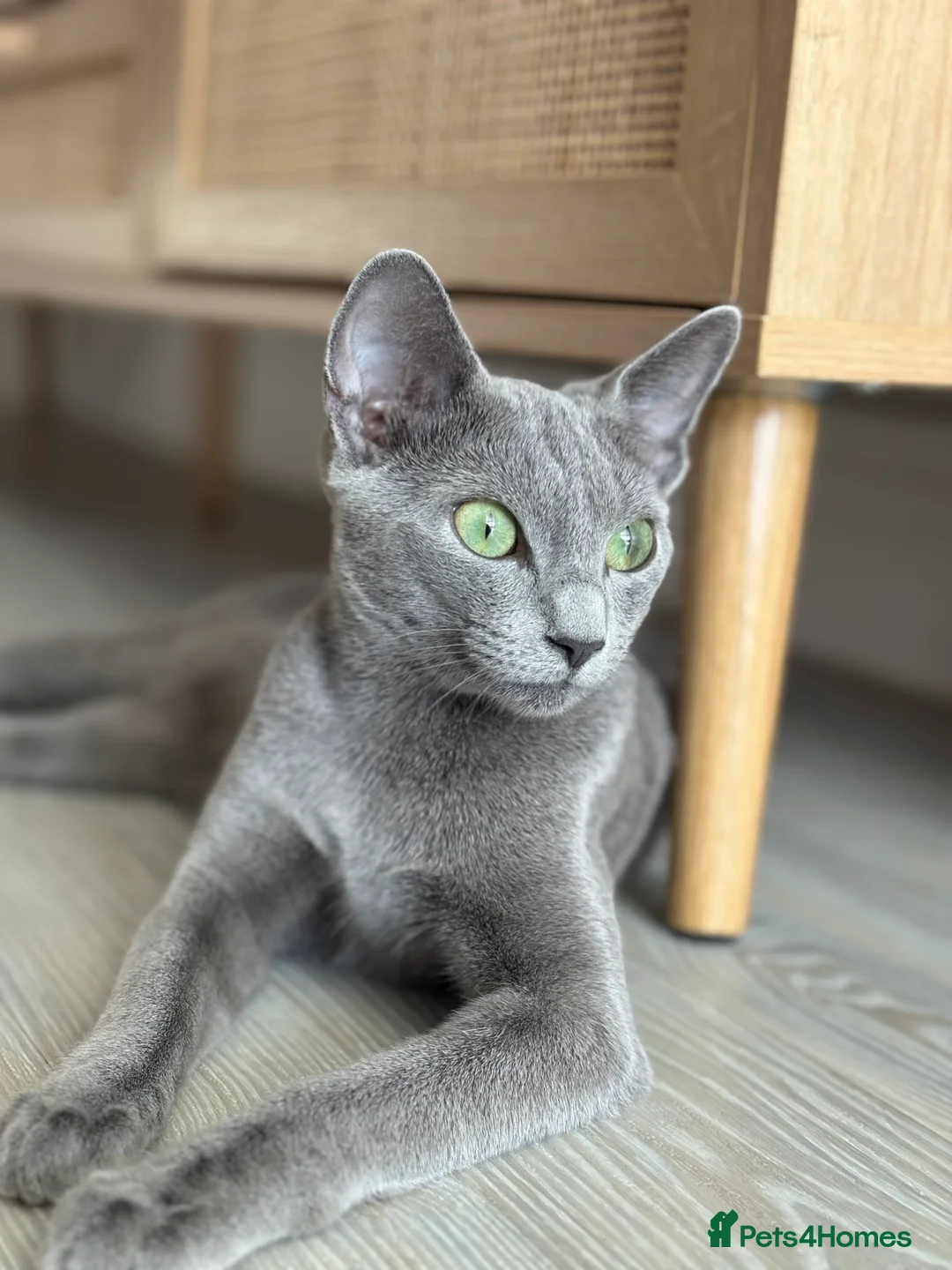 Russian Blue cats for sale: Cuddly Russian Blue in Milton Keynes - Advert 2